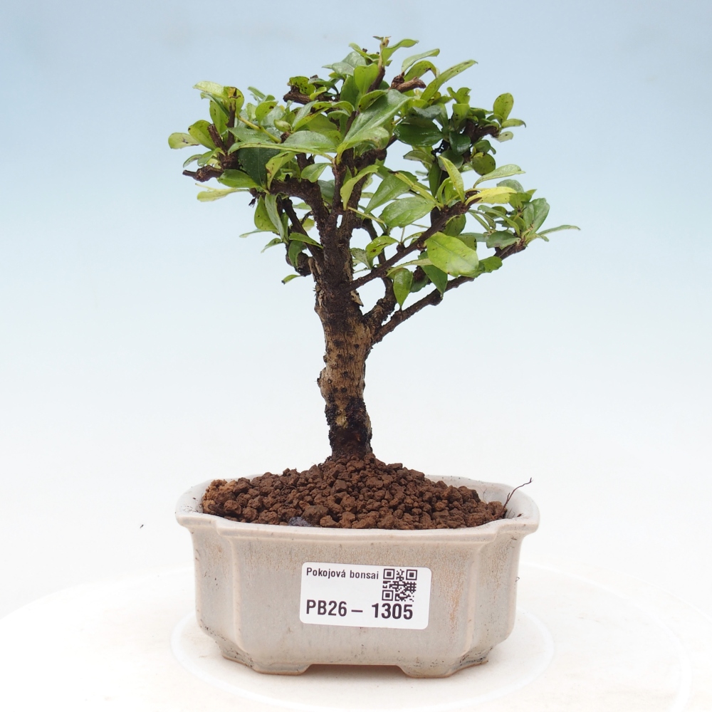 Camera bonsai - Carmona macrophylla - Tea fuki