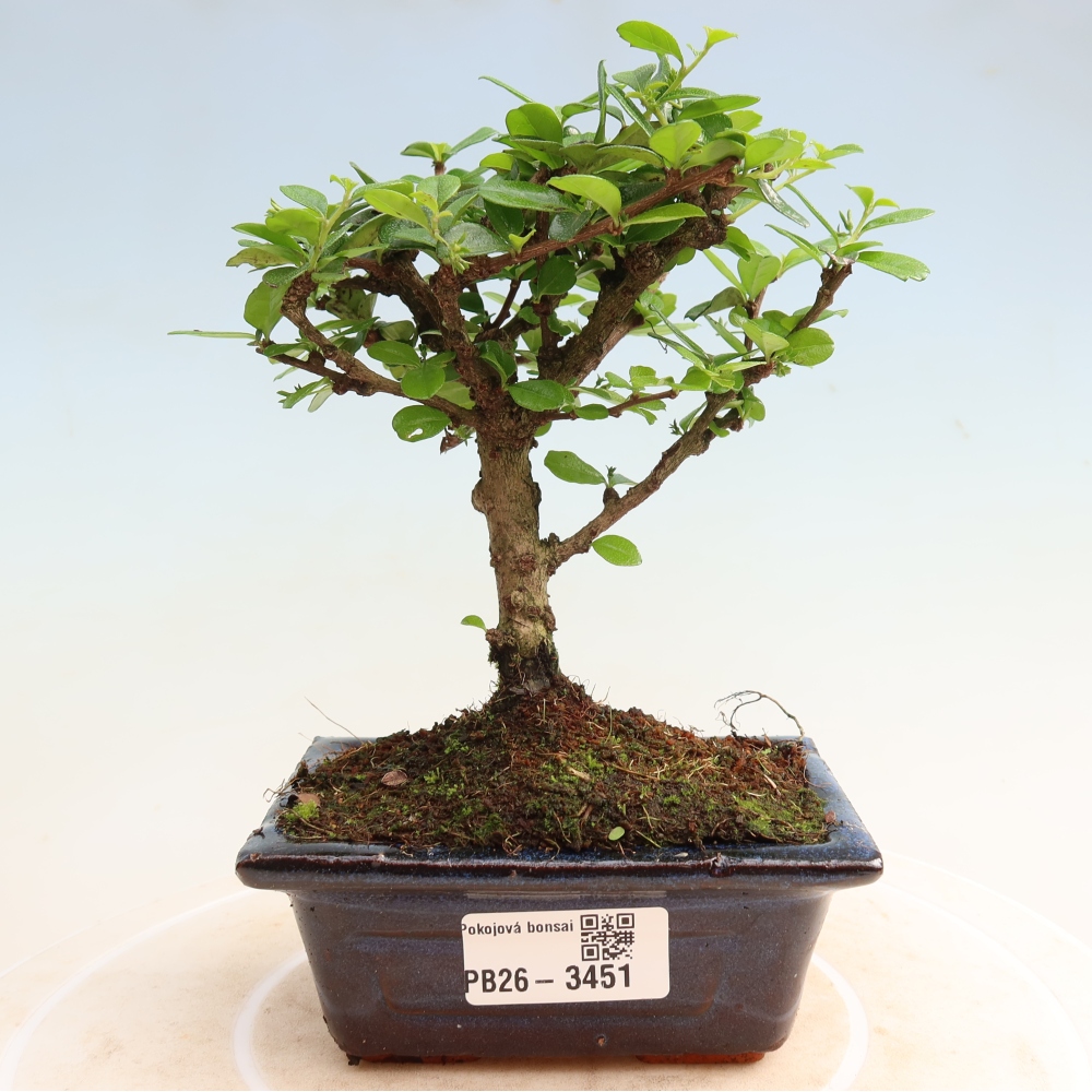 Camera bonsai - Carmona macrophylla - Tea fuki