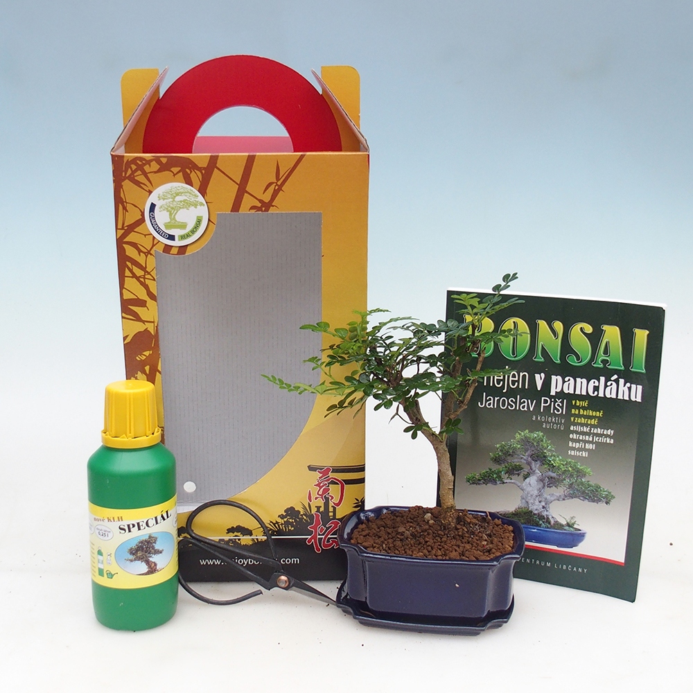 Bonsai da camera in confezione regalo