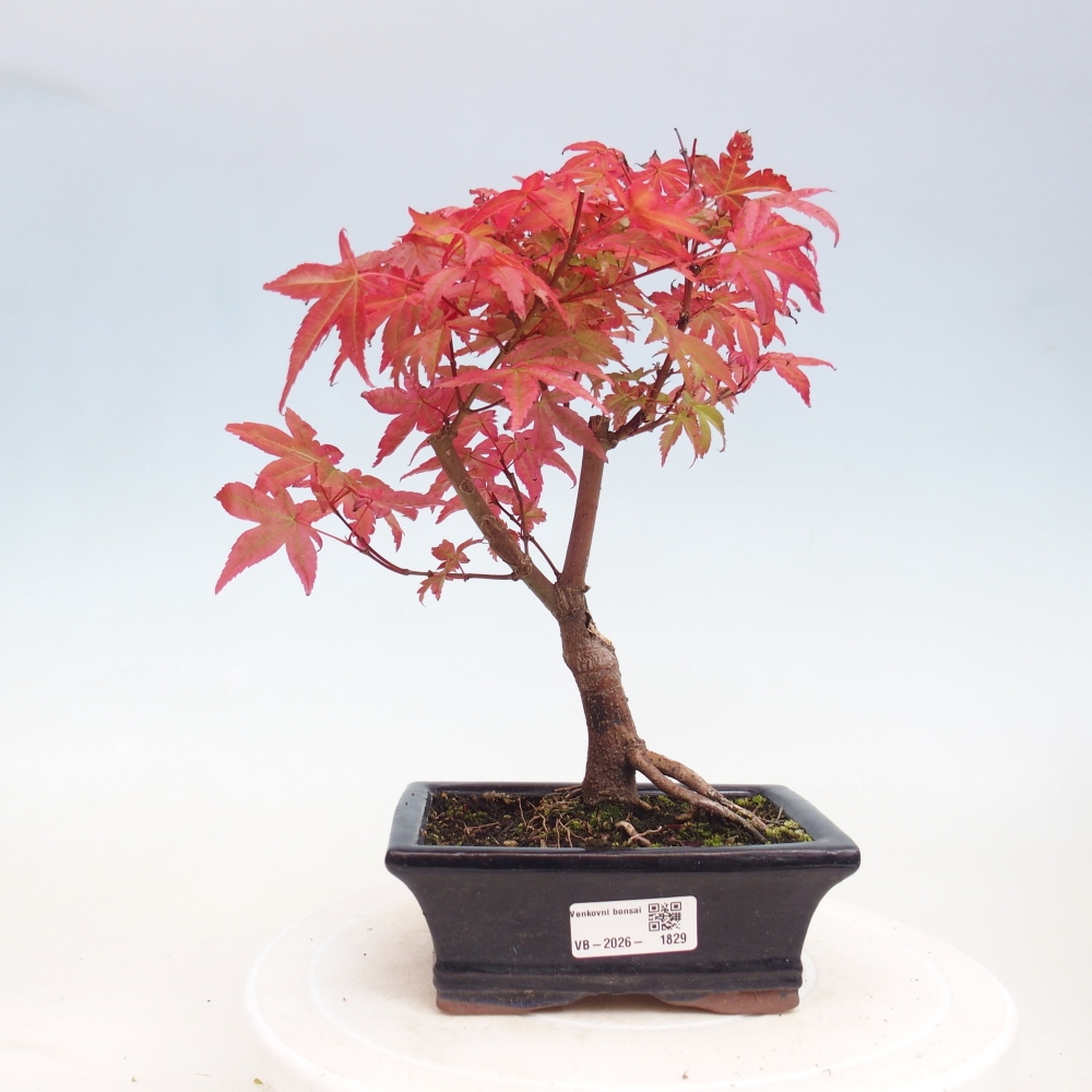 Bonsai da esterno - Acer palmatum DESHOJO