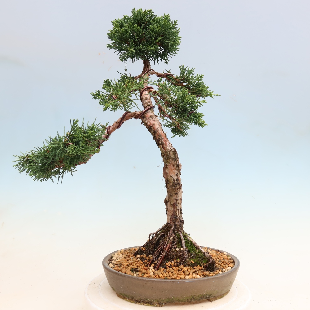 Bonsai da esterno - Juniperus chinensis Kishu