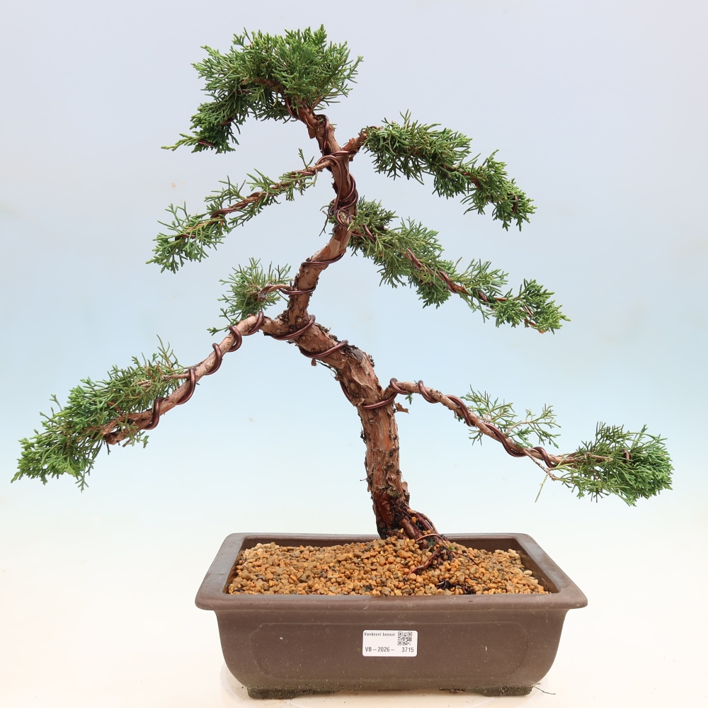 Bonsai da esterno - Juniperus chinensis Kishu