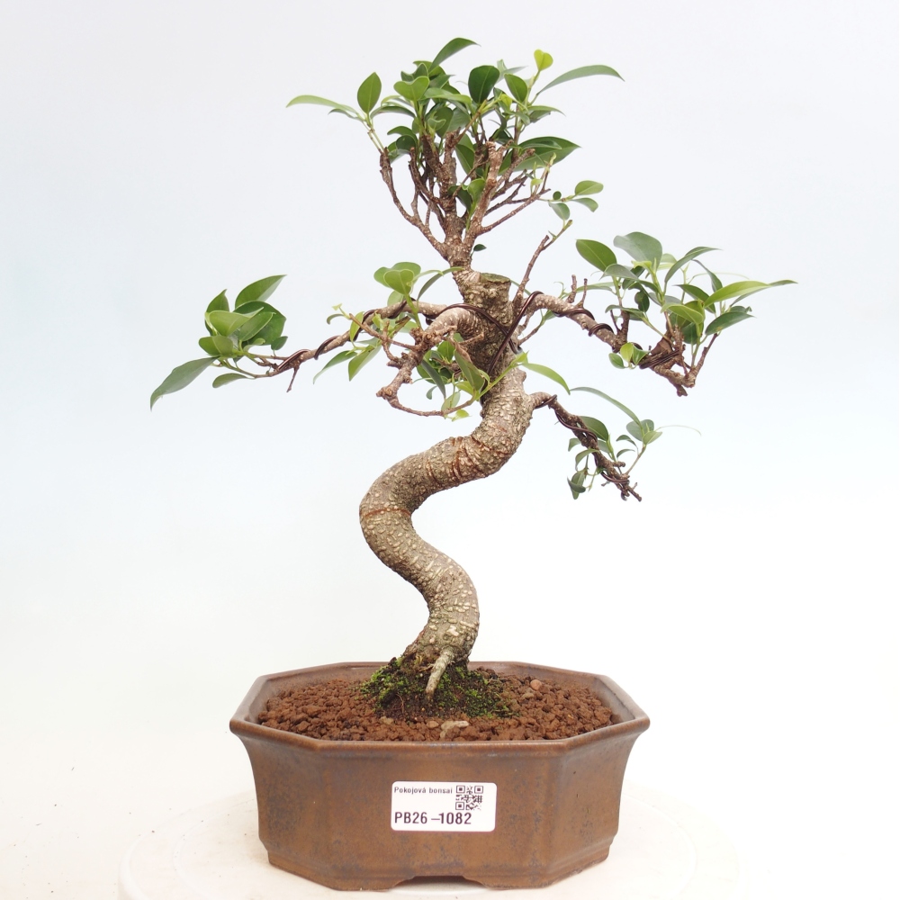Camera bonsai - Ficus retusa - ficus a foglie piccole