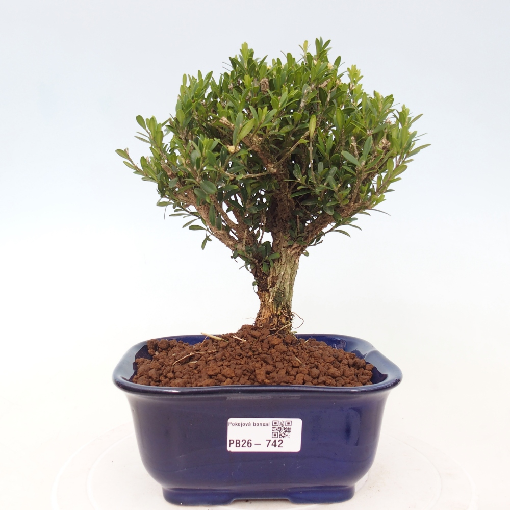 Camera bonsai - Buxus harlandii - buxus da sughero