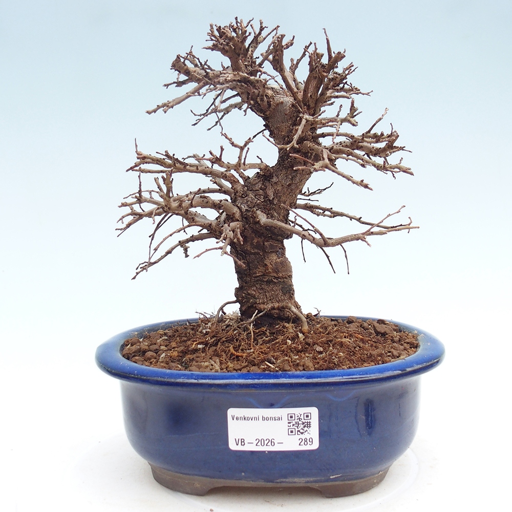 Bonsai da esterno - Zelkova - Zelkova NIRE