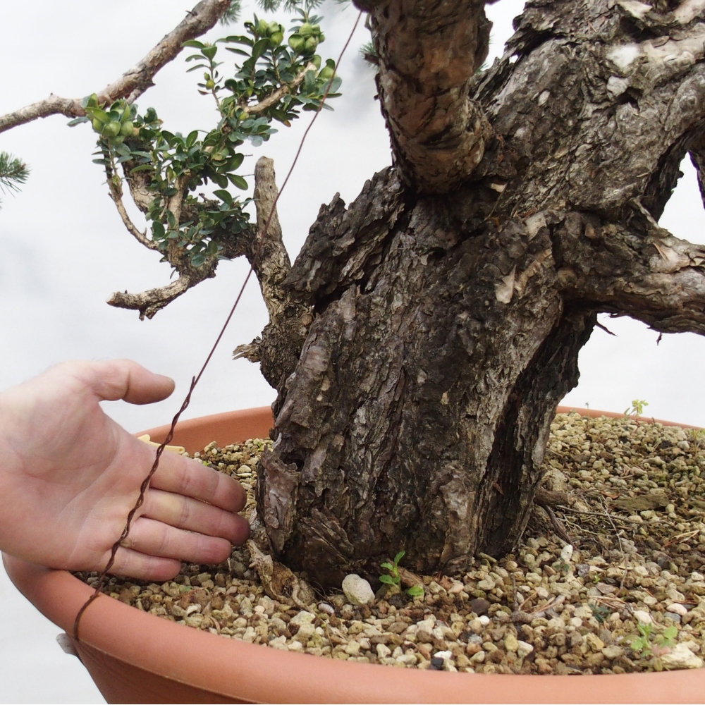Yamadori - Pinus sylvestris Spagna