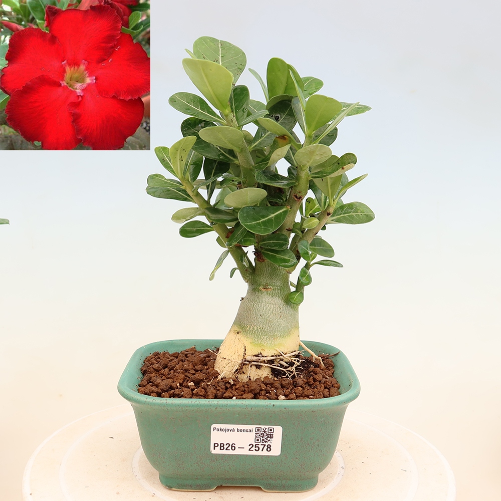 Bonsai da interno - Adenium obesum Red Star - Rosa del deserto