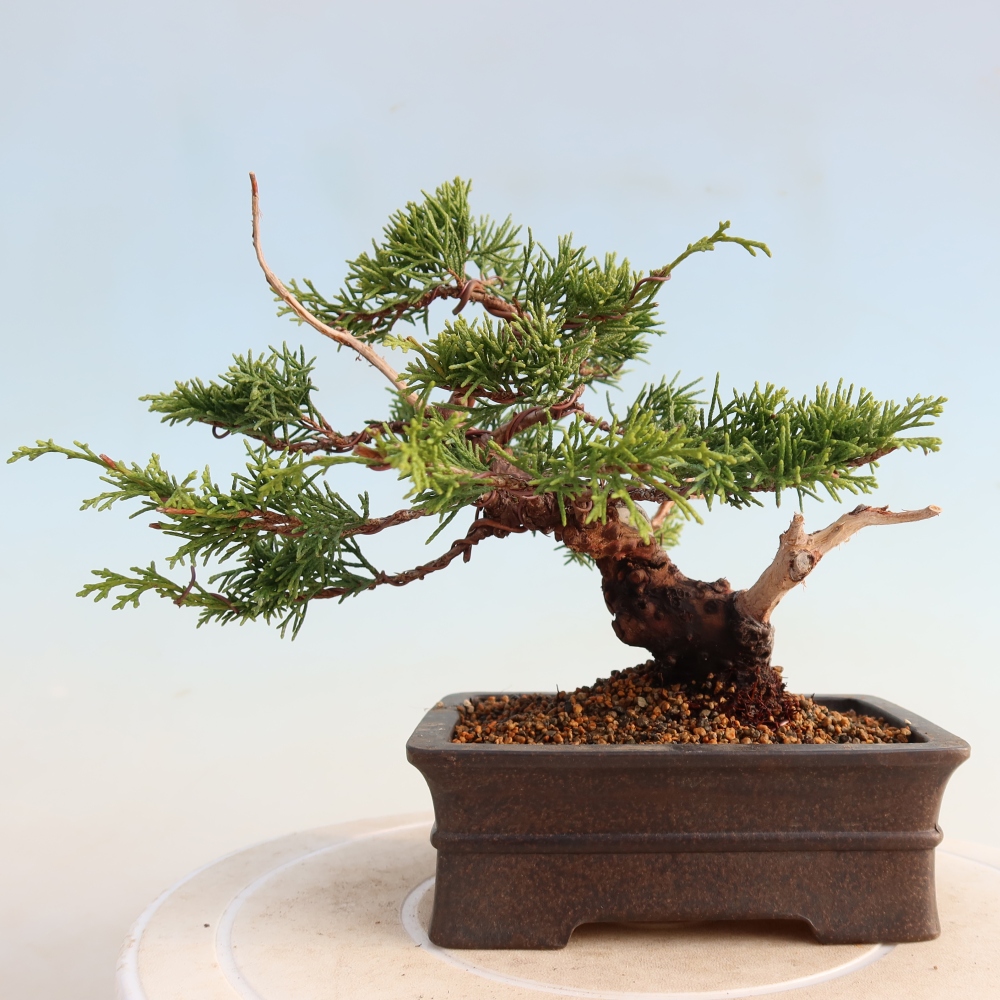 Bonsai da esterno - Juniperus chinensis Itoigawa