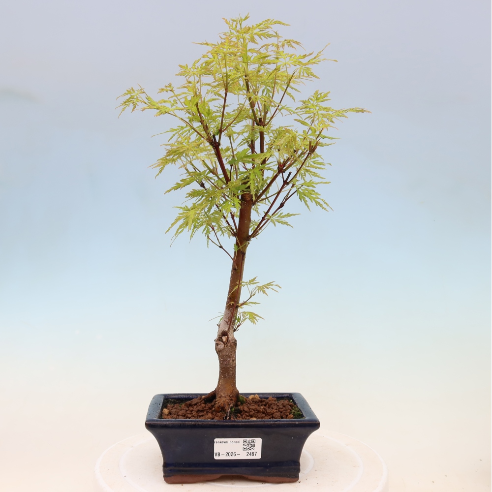 Bonsai da esterno - Acer palmatum Dissectum