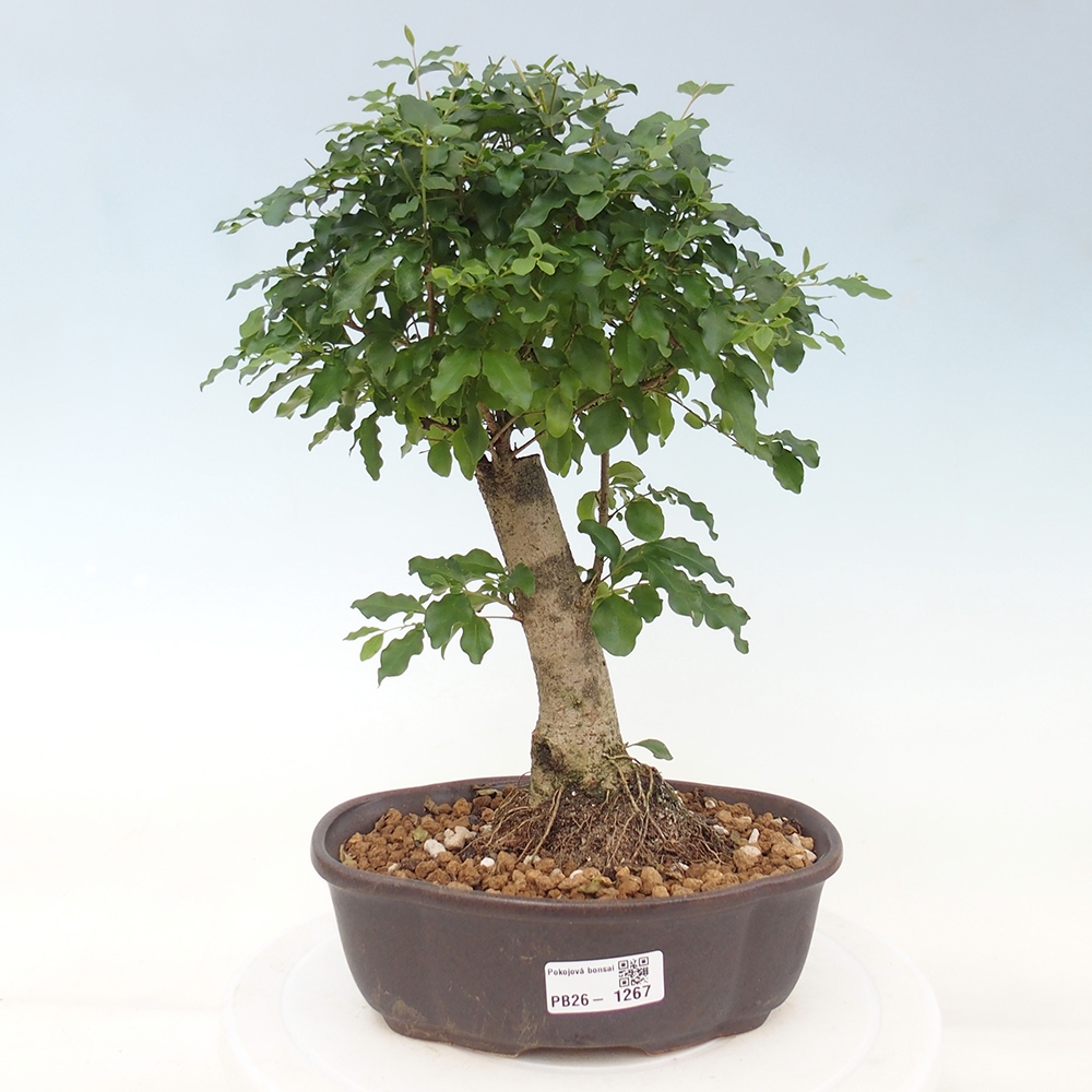 Camera bonsai -Ligustrum chinensis - Becco d'uccello