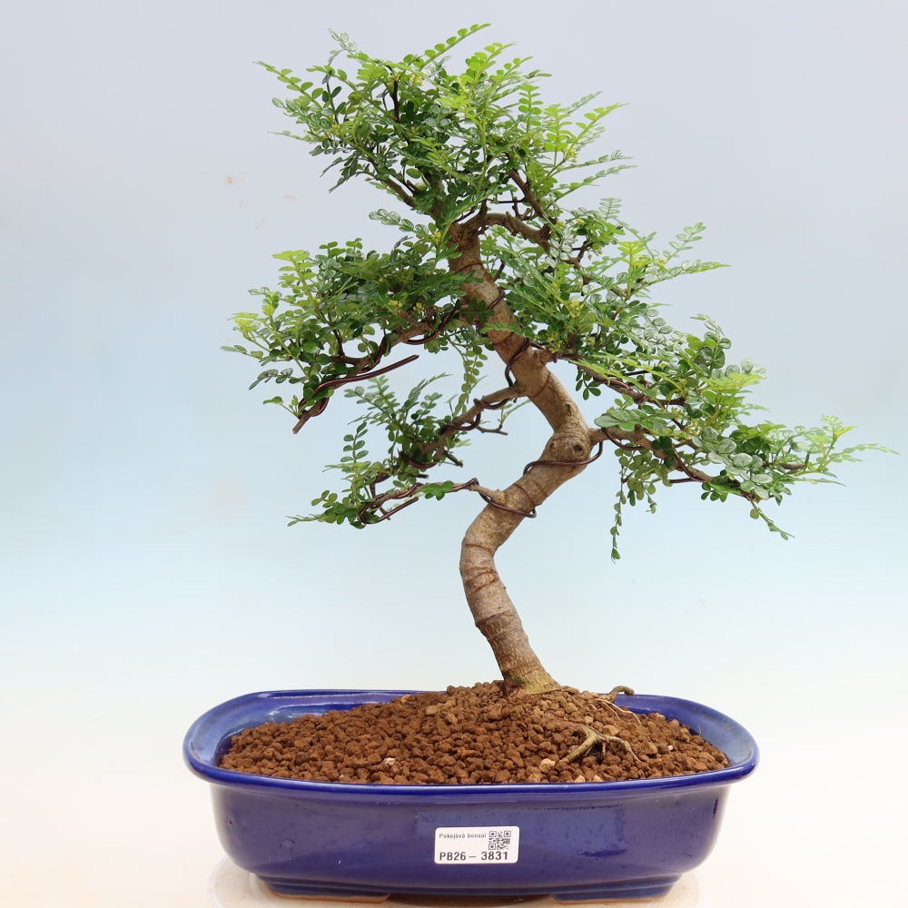 Camera bonsai - Zantoxylum piperitum - albero del pepe