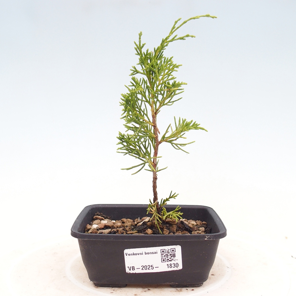 Bonsai da esterno - Juniperus chinensis Itoigawa