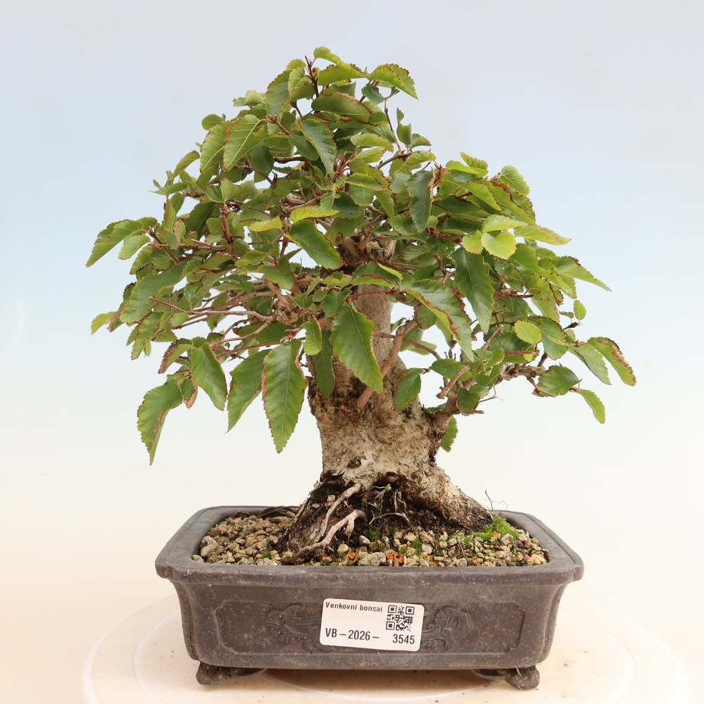 Bonsai da esterno -Carpinus CARPINOIDES - Carpino coreano