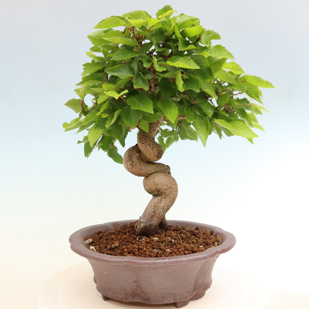 Bonsai da esterno -Carpinus Coreana - Carpino coreano