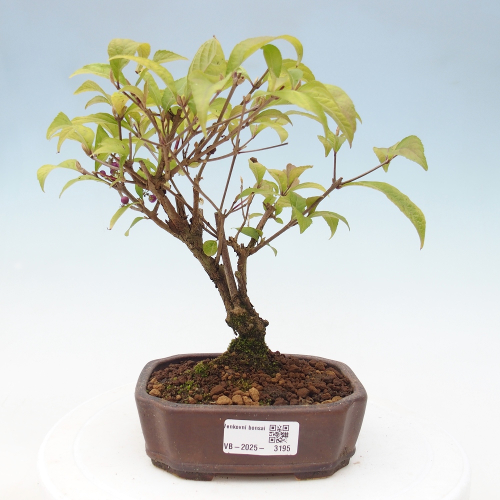 Bonsai da esterno - Callicarpa japonica
