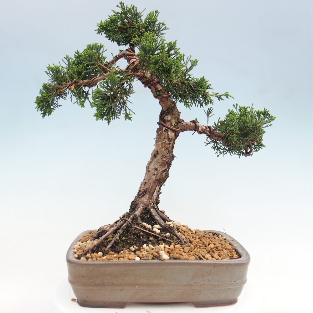 Bonsai da esterno - Juniperus chinensis Kishu