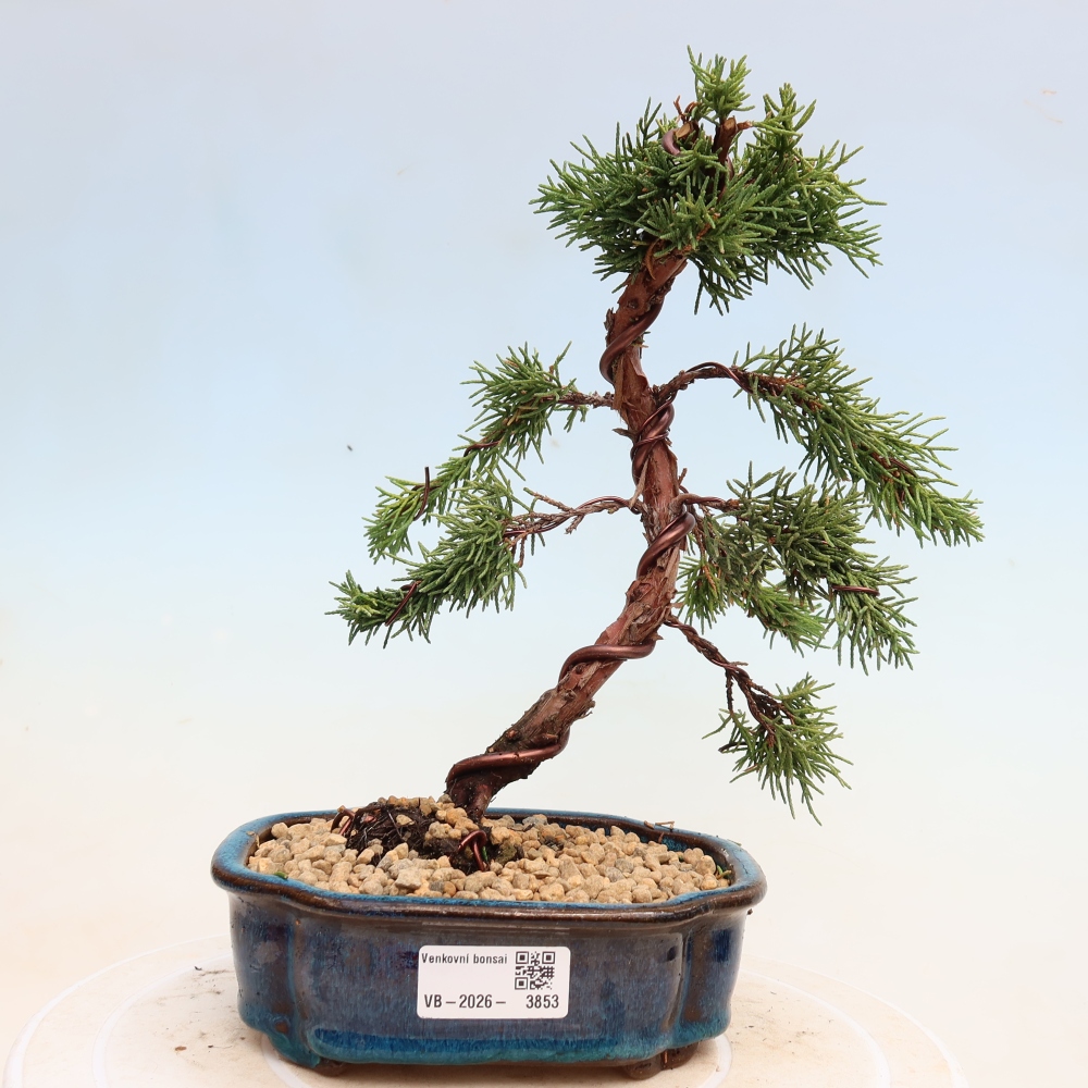 Bonsai da esterno - Juniperus chinensis Kishu
