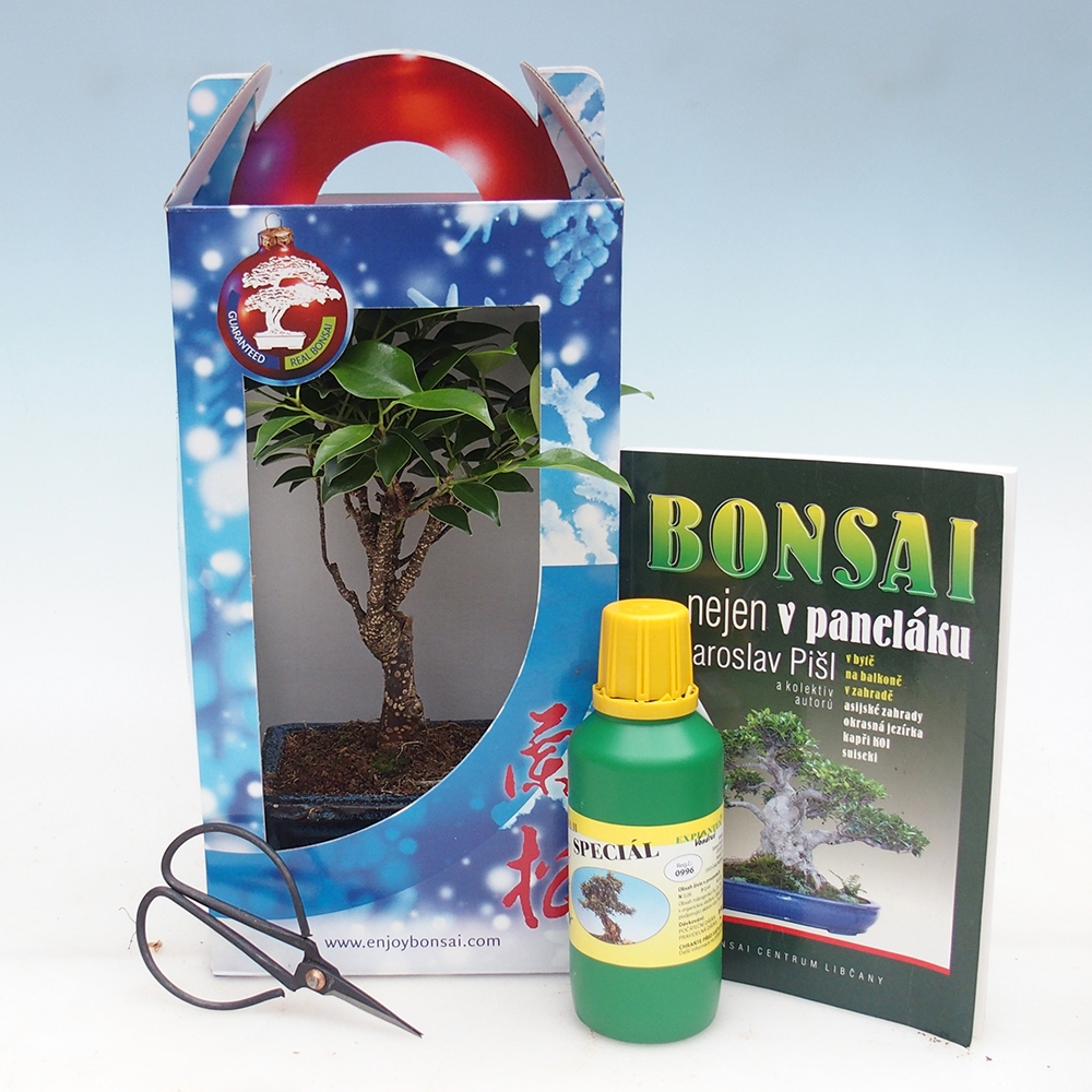 Bonsai da camera in confezione regalo Ficus retusa - Ficus a foglie piccole