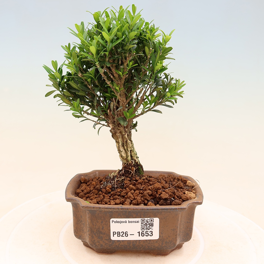 Camera bonsai - Buxus harlandii - buxus da sughero