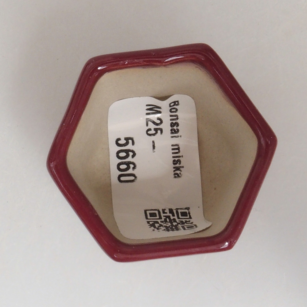 Mini bonsai 4 x 4 x 3,5 cm, bordeaux