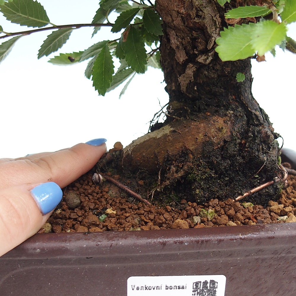 Bonsai da esterno - Zelkova - Zelkova NIRE