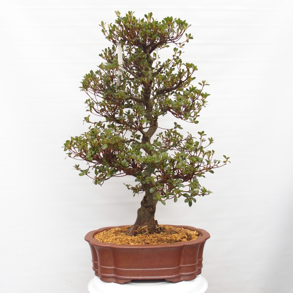 Bonsai da esterno - Azalea giapponese - Azalea Sansei