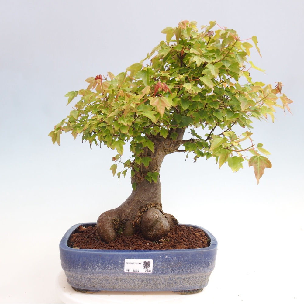 Bonsai da esterno - Acer Buergerianum - Acero di Burger