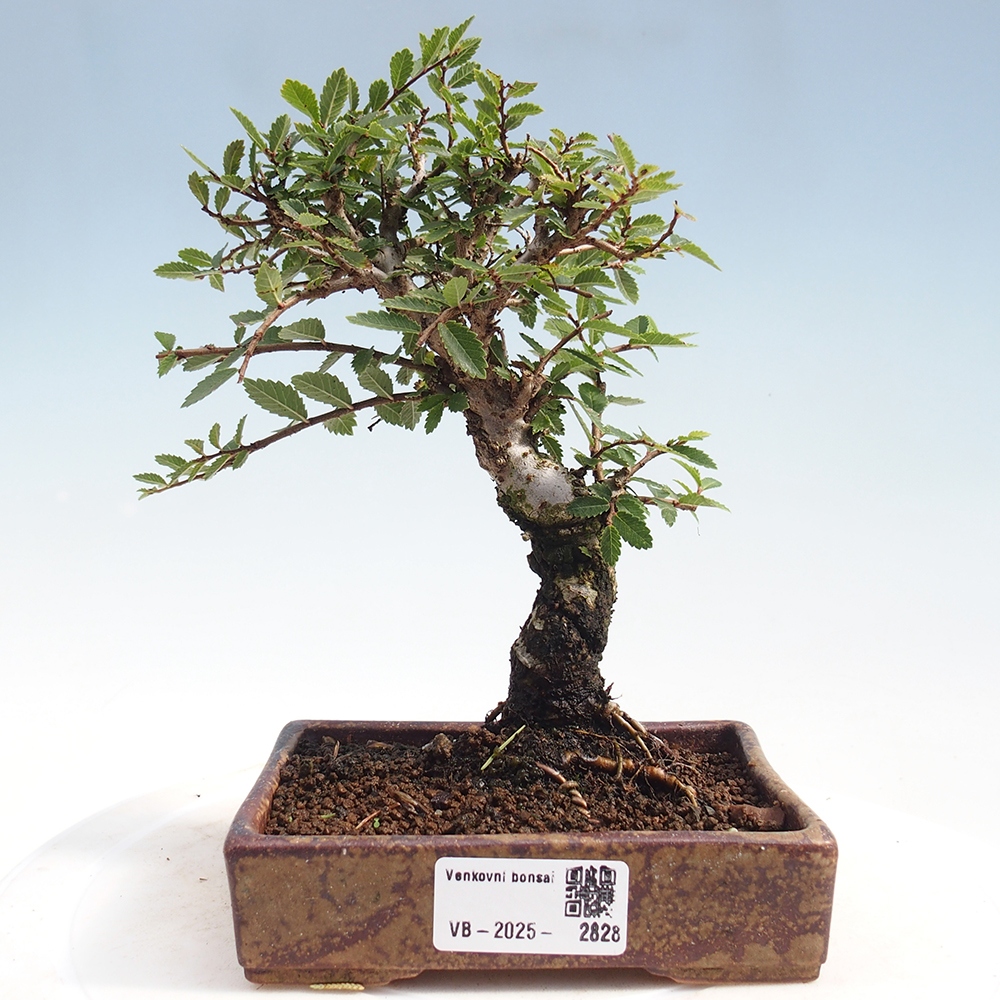 Bonsai da esterno - Zelkova - Zelkova NIRE