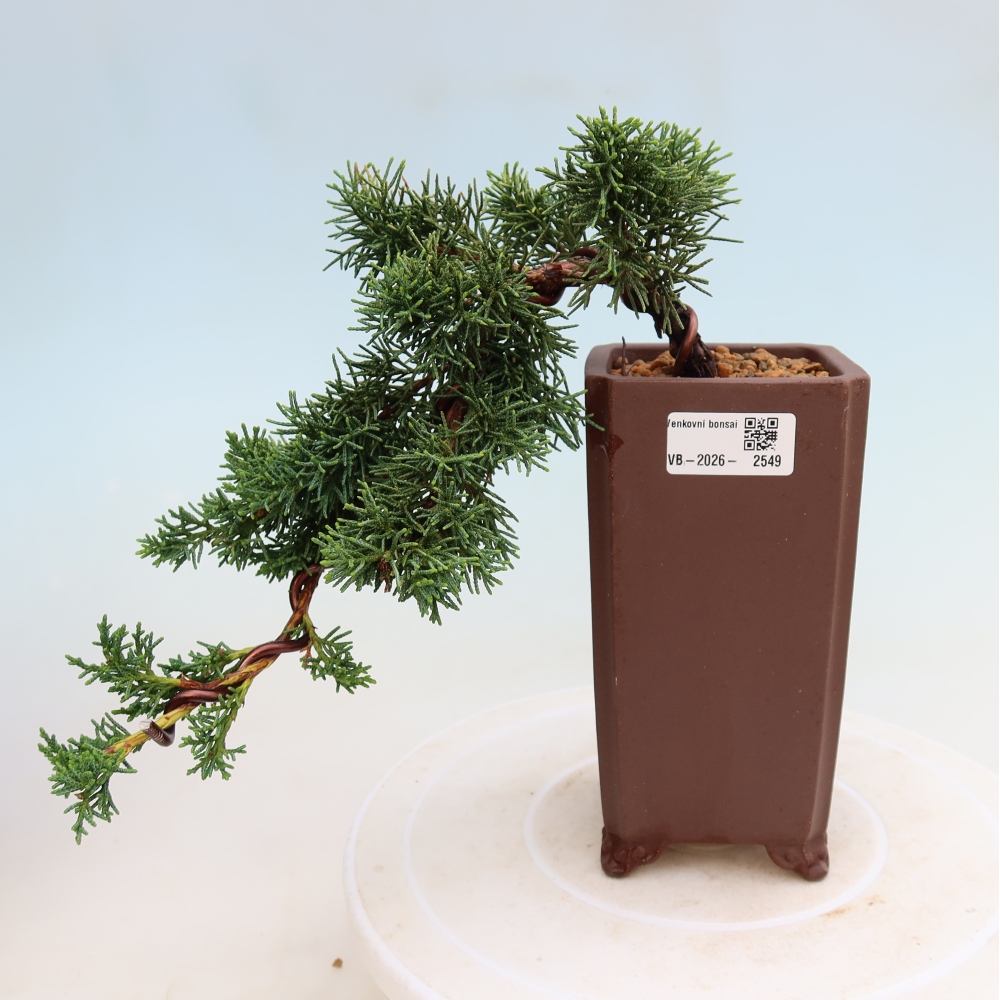 Bonsai da esterno - Juniperus chinensis Kishu