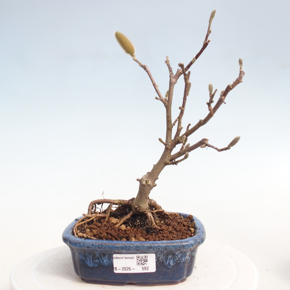 Bonsai da esterno - Magnolia stellata