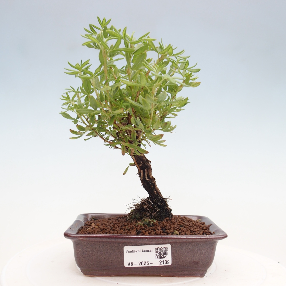 Bonsai da esterno - Potentila fruticosa yellow Bird