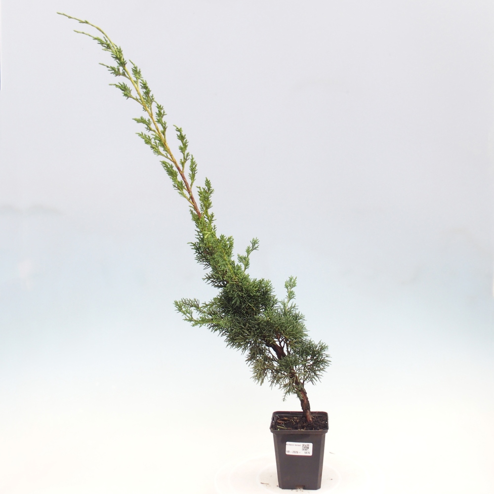 Bonsai da esterno - Juniperus chinensis Kishu