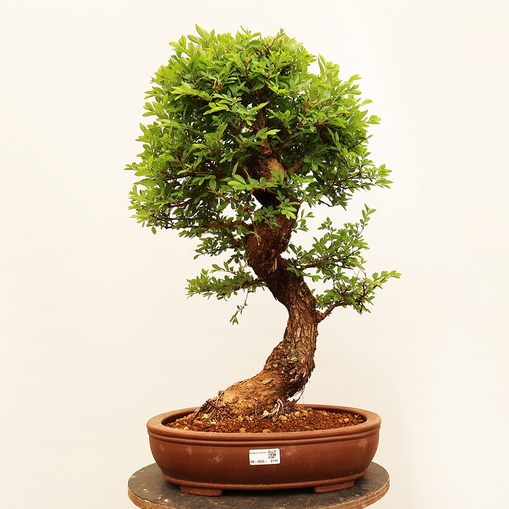 Bonsai da esterno - Zelkova - Zelkova NIRE