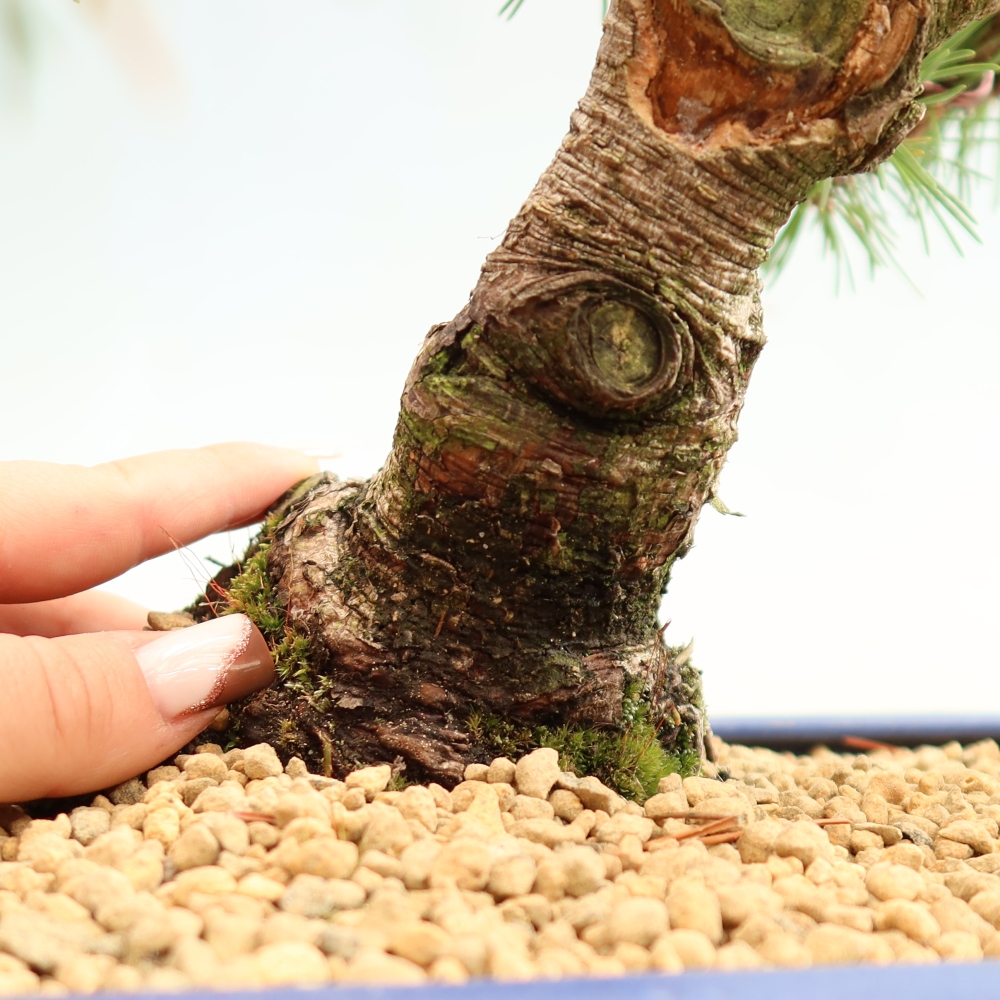 Bonsai da esterno - Pinus mugo Humpy  - Pino mugo