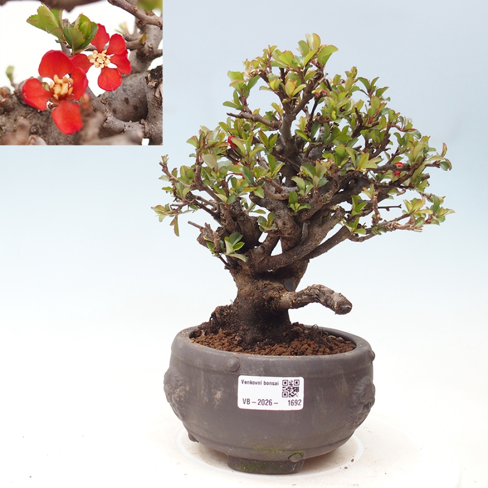 Bonsai da esterno - Chaneomeles speciosa - Cotogno