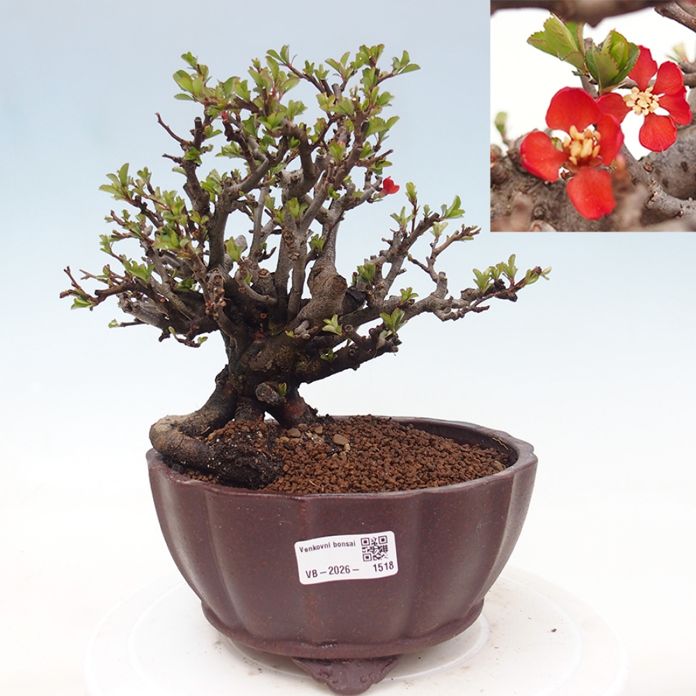 Bonsai da esterno - Chaneomeles speciosa - Cotogno
