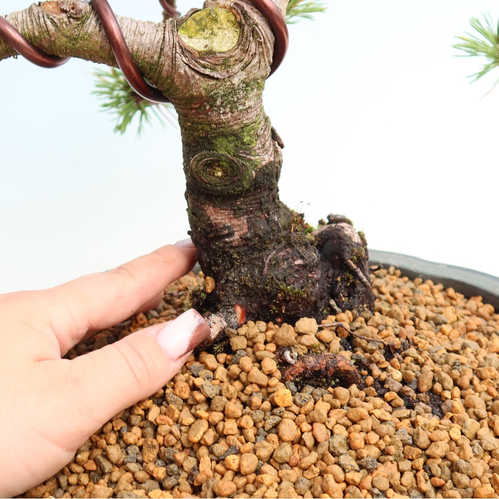Bonsai da esterno - Pinus mugo Humpy  - Pino mugo