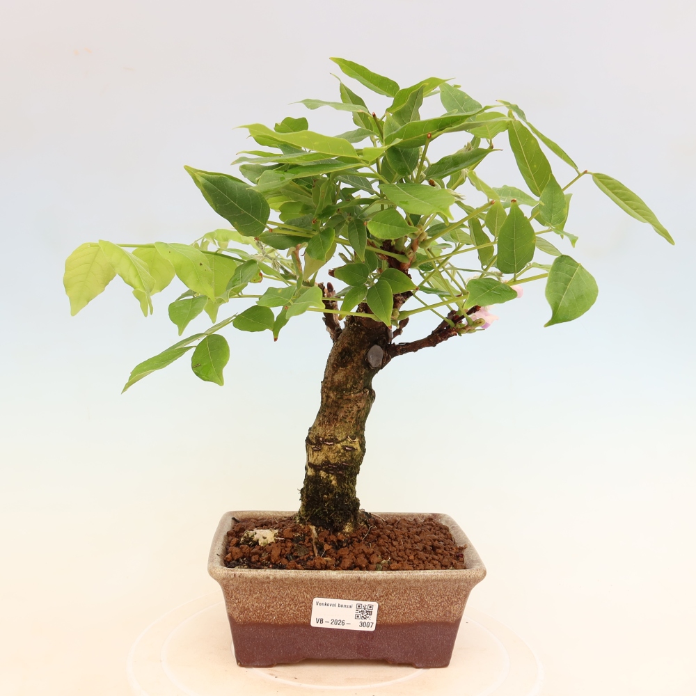 Bonsai da esterno - Glicine floribunda