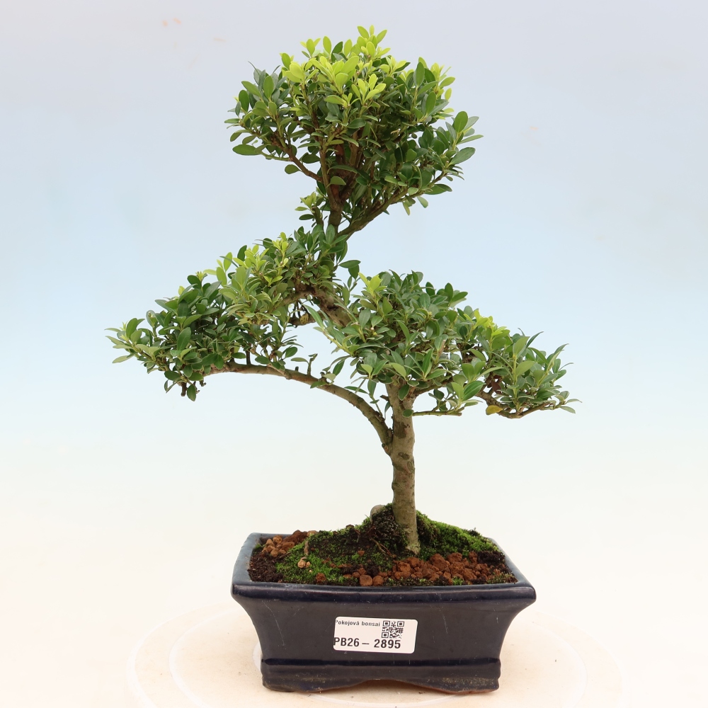 Camera bonsai - Ilex crenata - Agrifoglio