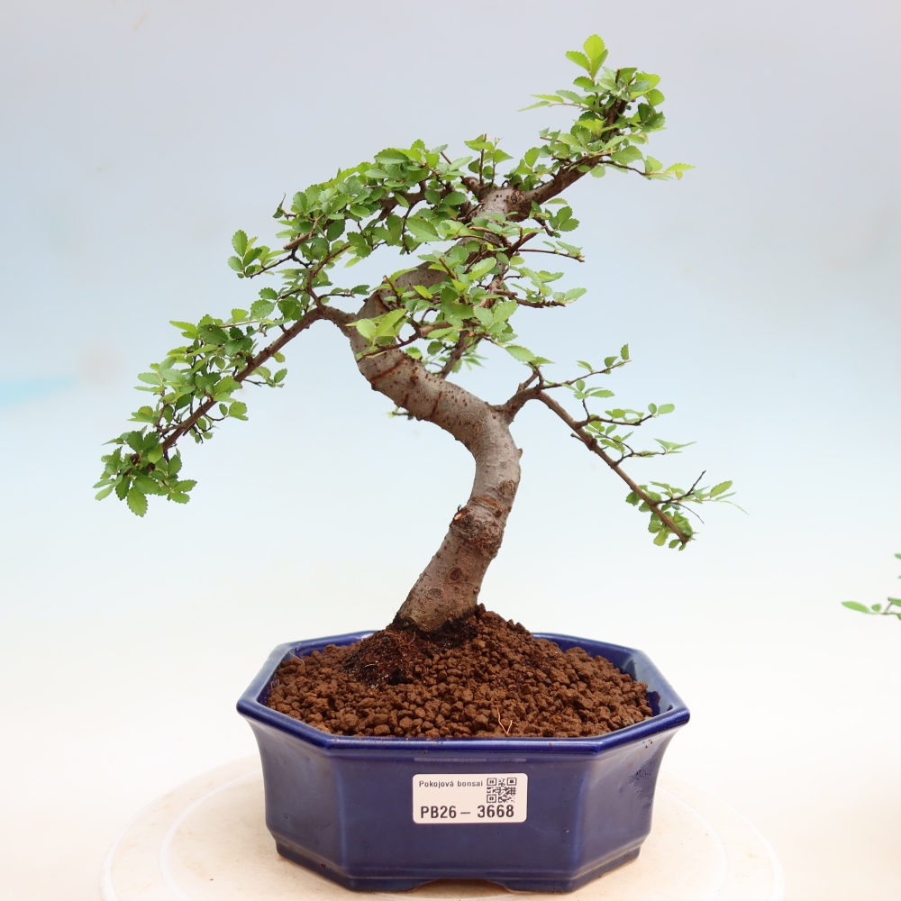 Camera bonsai - Ulmus parvifolia - Olmo a foglie piccole