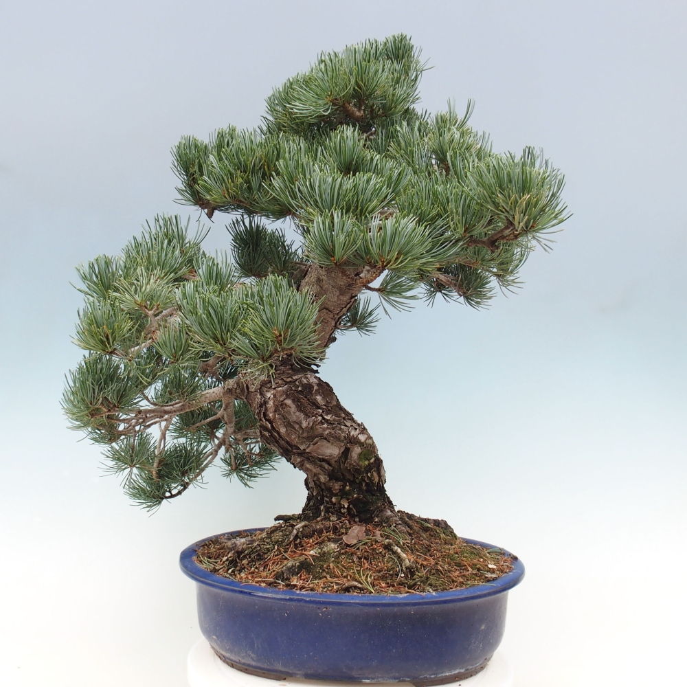 Bonsai da esterno - Pinus parviflora - Pinus parviflora