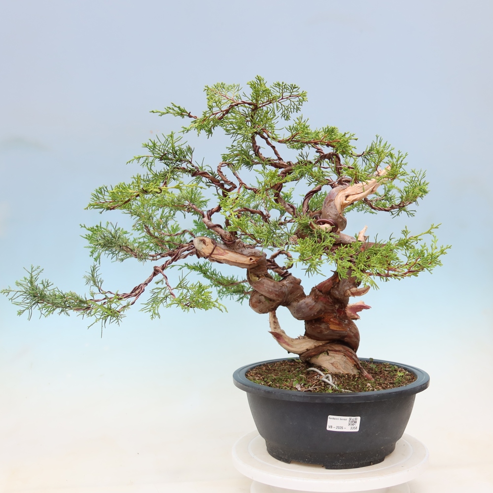 Bonsai da esterno - Juniperus chinensis Itoigawa-Juniperus chinensis