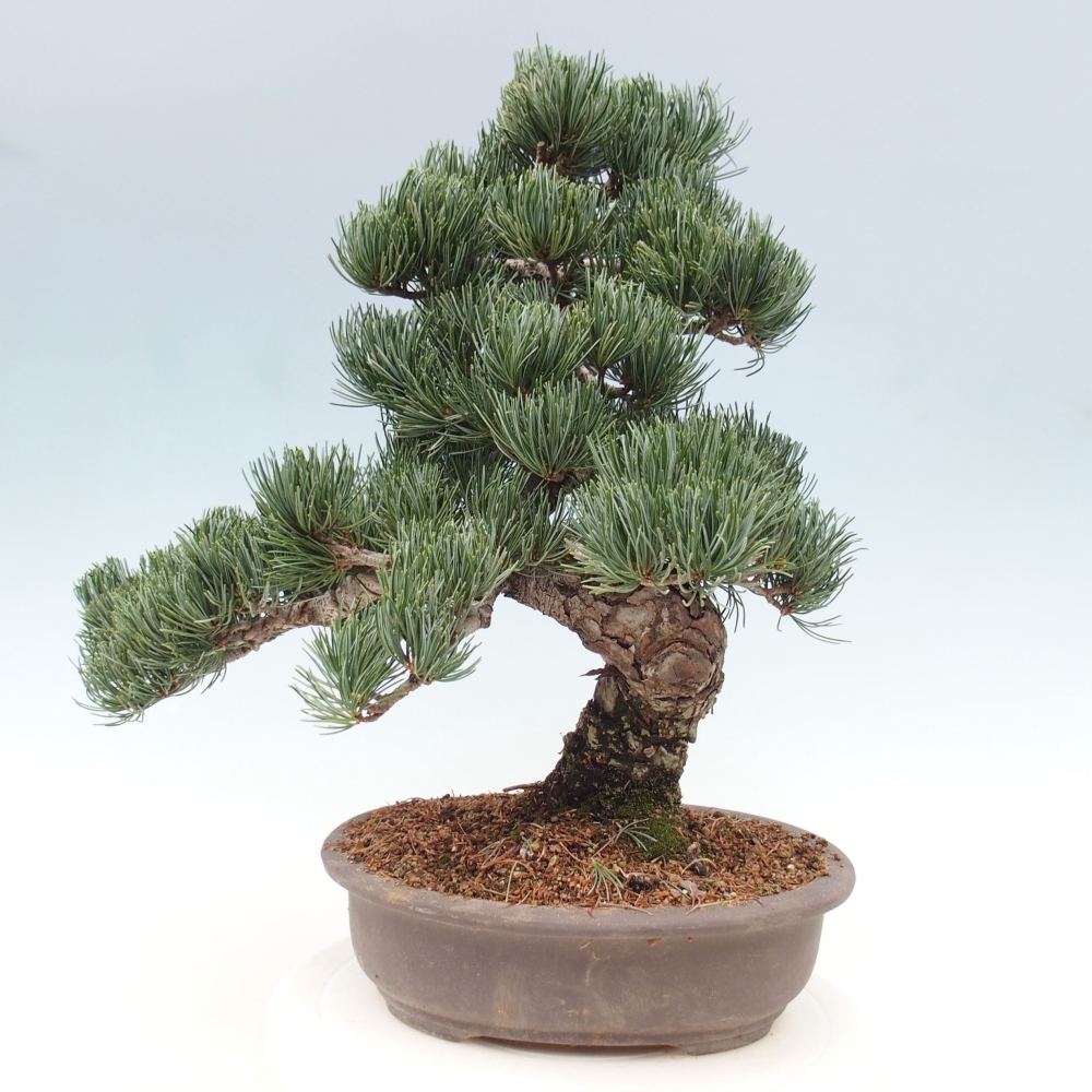 Bonsai da esterno - Pinus parviflora - Pinus parviflora