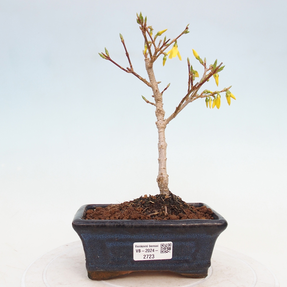 Bonsai da esterno - Zlatice - Forsythia intermedia