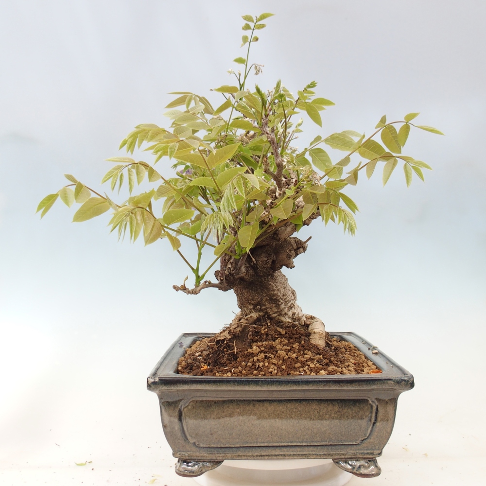 Bonsai da esterno - Glicine floribunda