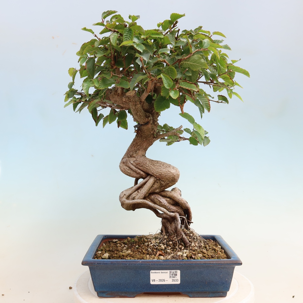 Bonsai da esterno -Carpinus CARPINOIDES - Carpino coreano