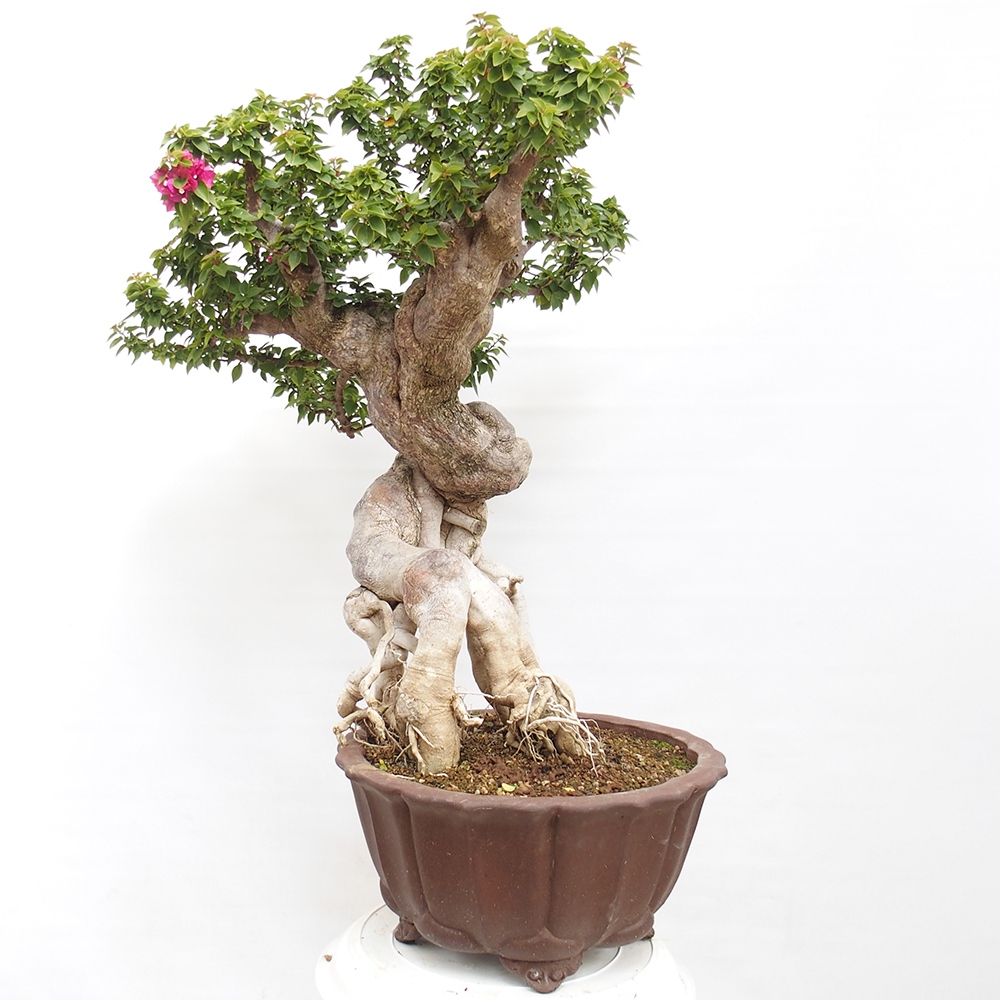 Camera bonsai - Bouganwilea