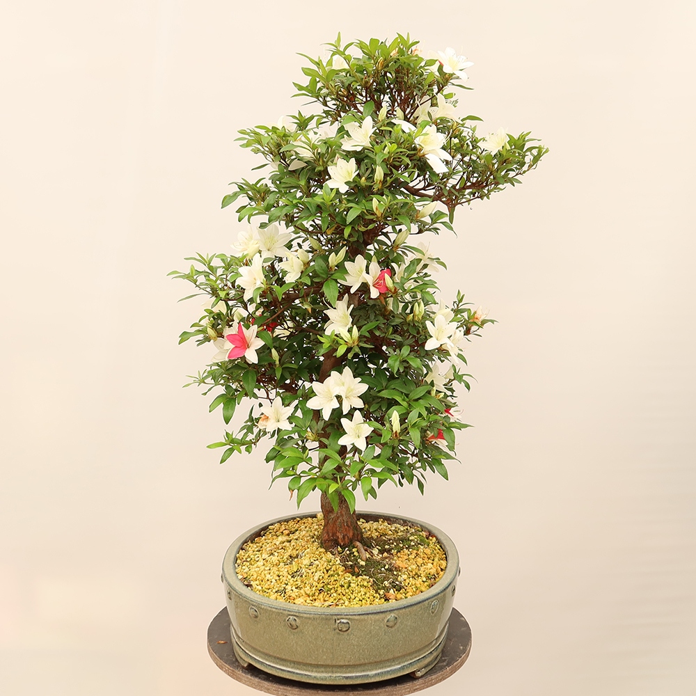 Bonsai da esterno - Azalea giapponese - Azalea CHIHIRO