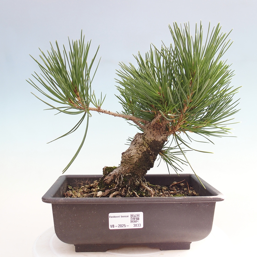 Bonsai da esterno - Pinus thunbergii - Pino di Thunberg