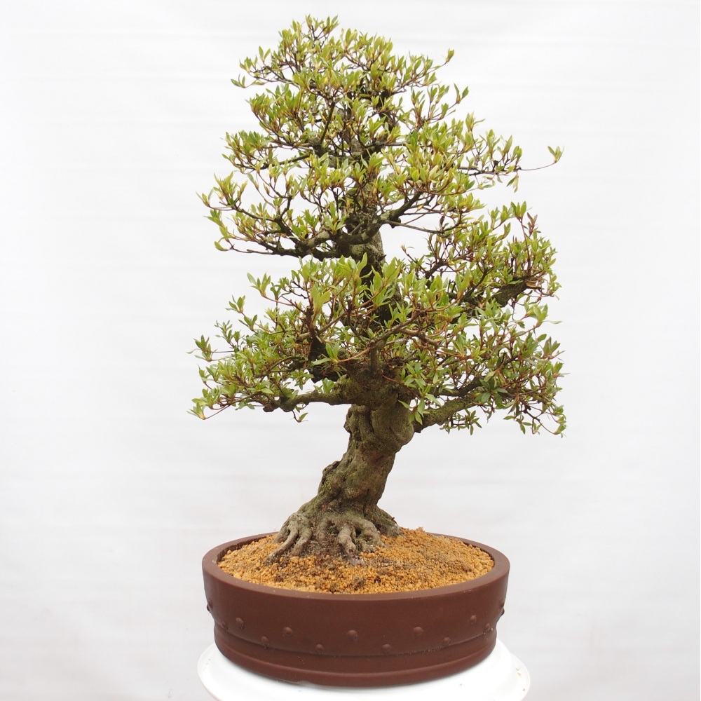 Bonsai da esterno - Azalea giapponese - Azalea Kotobukietsu